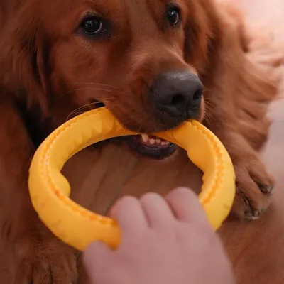 ZENITHMIND Jouets interactifs pour animaux de compagnie