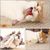 LovuPet Bâtonnets Herbe à Chat, Bâtonnets à Mâcher Baton Chat Jouets