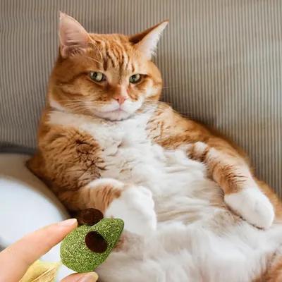 LovuPet 3 Pièces Boule Herbe a Chat, Jouet Chat Comestibles pour Chat