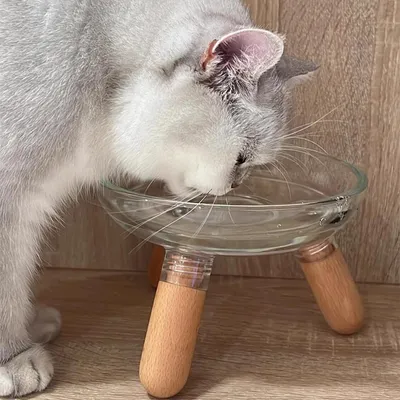 ZENITHMIND Simple surélevé PET Bowl verre réglable haut