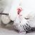 LovuPet 6 Pièces Jouets pour Chats Intérieur+ 10 bâtons molaires