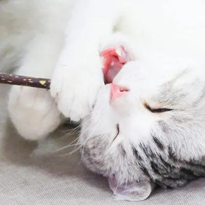 LovuPet 6 Pièces Jouets pour Chats Intérieur+ 10 bâtons molaires