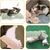 LovuPet 2 coussins à l'herbe à chat,doux et résistant, avec son froissé