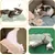 LovuPet 2 coussins à l'herbe à chat,doux et résistant, avec son froissé