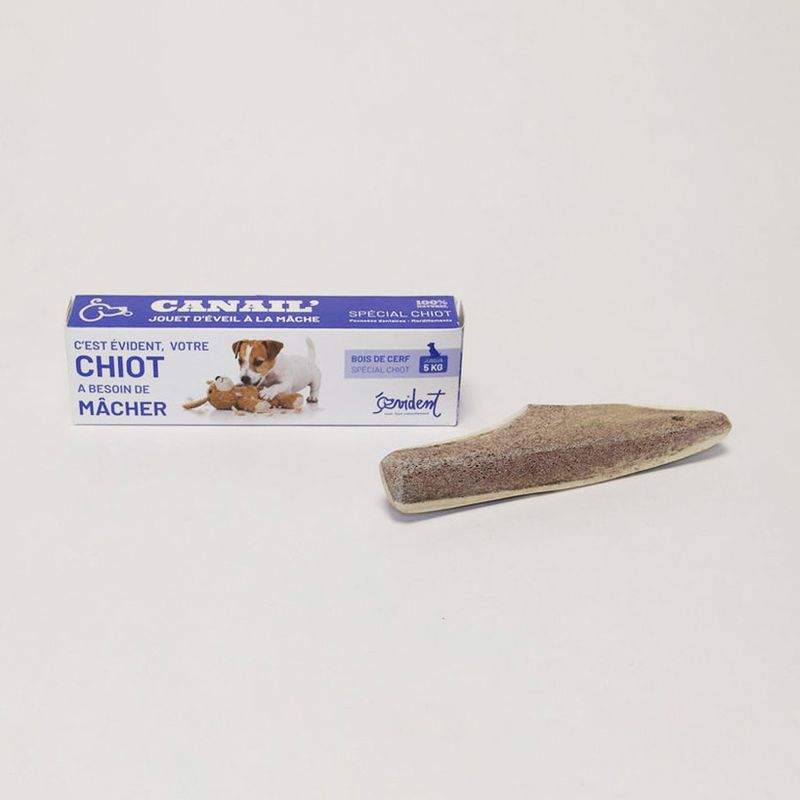 Evident Bois De Cerf Biseau Spécial Chiot