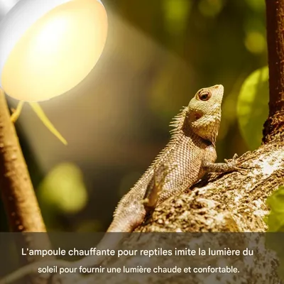 ZooVenture Lot De 2 Ampoule Chauffante 75W Pour Reptiles Amphibiens Tortue