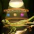 ZooVenture Lot De 2 Ampoule Chauffante 75W Pour Reptiles Amphibiens Tortue