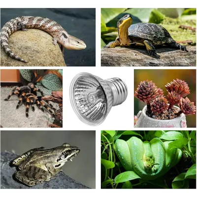 ZooVenture Ampoule Chauffante UVA UVB E27 Pour Reptile Tortue Lézard