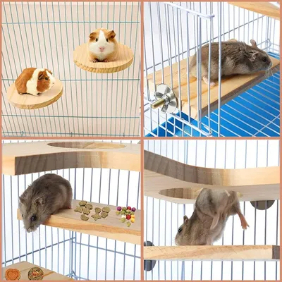 ZooVenture Lot De 5 Planches À Ressort En Bois Pour Petits Animaux