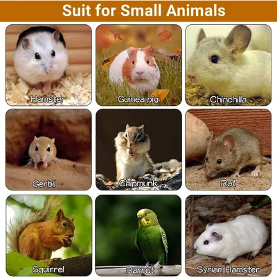 ZooVenture Lot De 5 Planches À Ressort En Bois Pour Petits Animaux