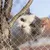 IntiMeg Protection en grille pour animaux de compagnie