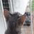 IntiMeg Protection en grille pour animaux de compagnie