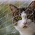 IntiMeg Protection en grille pour animaux de compagnie