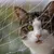 IntiMeg Protection en grille pour animaux de compagnie