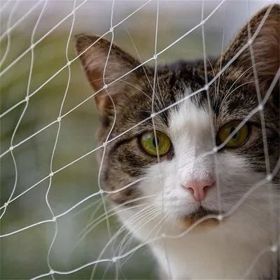 IntiMeg Protection en grille pour animaux de compagnie