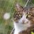 IntiMeg Protection en grille pour animaux de compagnie