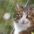IntiMeg Protection en grille pour animaux de compagnie