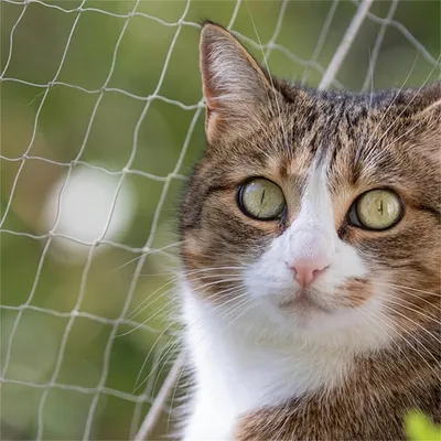 IntiMeg Protection en grille pour animaux de compagnie