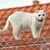 IntiMeg Protection en grille pour animaux de compagnie