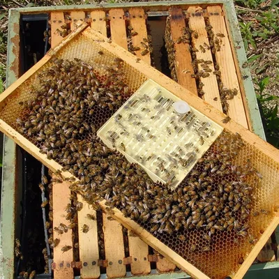 ZooVenture Kit Complet D'élevage De Reine D'abeilles Pour Apiculteur