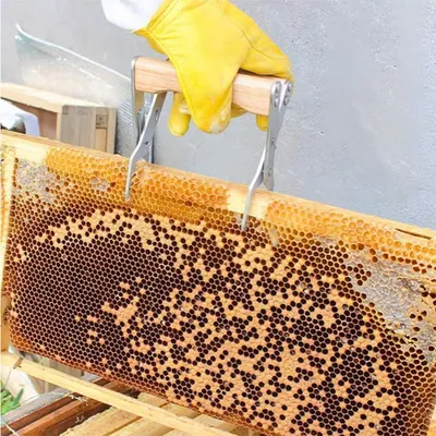 ZooVenture Pince De Cadre De Ruche Pour Apiculture ZooVenture Pince De Cadre De Ruche Pour Apiculture