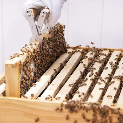 ZooVenture Pince De Cadre De Ruche Pour Apiculture