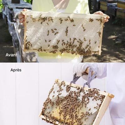 ZooVenture Pince De Cadre De Ruche Pour Apiculture