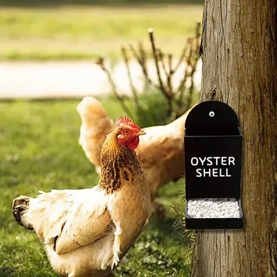 ZooVenture Nourrisseur Volaille Extérieur Avec Graviers Pour Poules