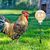 FurryFusion Ralentisseur d'alimentation pour volailles, pack de 2