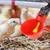 ZooVenture 10 Pack Eau Pour Volaille Pour Poulets Canards Animaux De Ferme