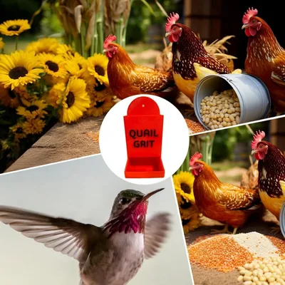 ZooVenture Nourrisseur Volaille Extérieur Avec Graviers Pour Poules