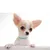 UAMLY Colliers pour chats et chiens en diamant