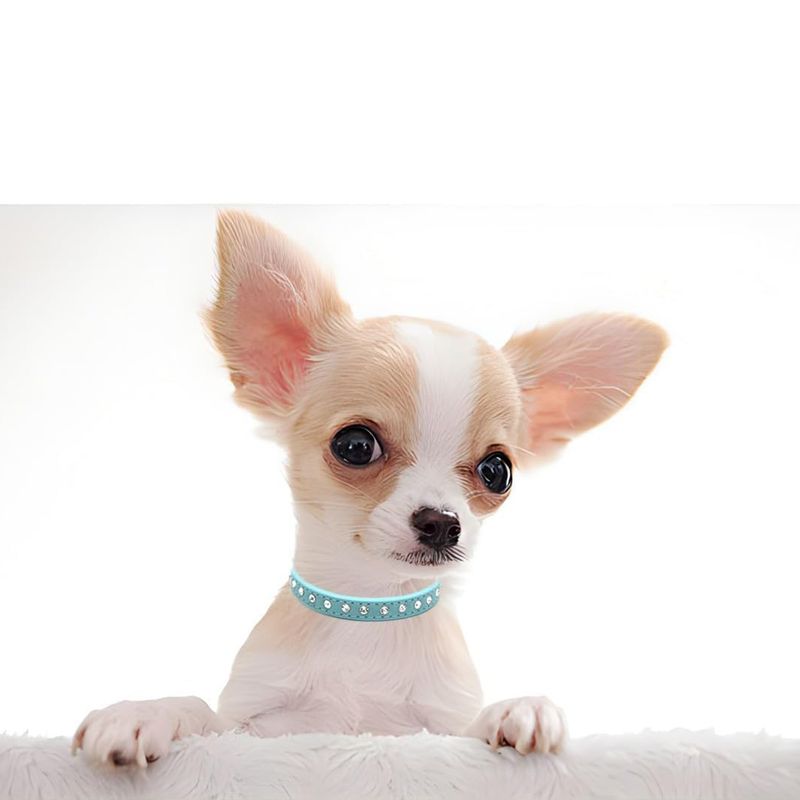 UAMLY Colliers pour chats et chiens en diamant