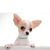 UAMLY Colliers pour chats et chiens en diamant