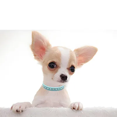 UAMLY Colliers pour chats et chiens en diamant