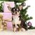 UAMLY Colliers pour chats et chiens en diamant
