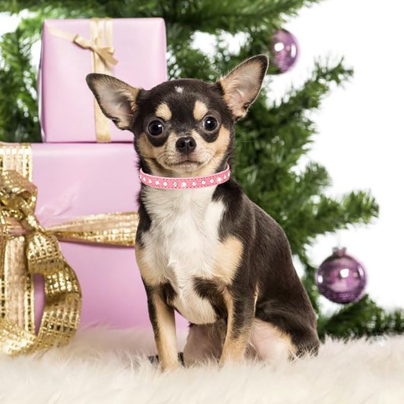 UAMLY Colliers pour chats et chiens en diamant