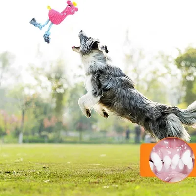 ZenPets Jouet indestructible pour chien