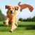 IntiMeg Jouet en peluche pour chien en forme de dinosaure
