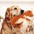IntiMeg Jouet en peluche pour chien en forme de dinosaure