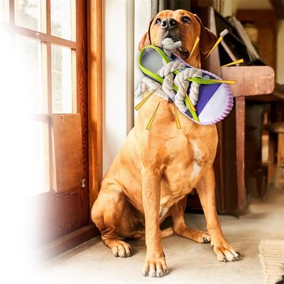 IntiMeg Juguete para perros con forma de zapatilla de algodón