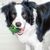 UAMLY Boule anti-fuite pour mangeoire pour chien