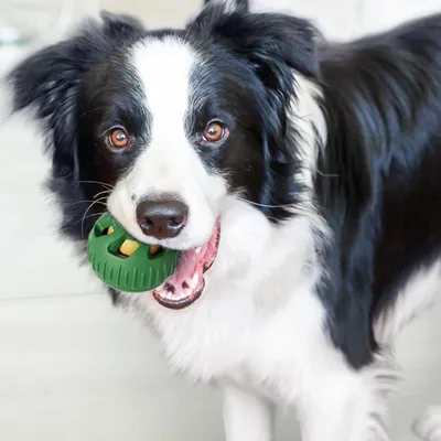 UAMLY Boule anti-fuite pour mangeoire pour chien