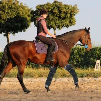 ZooVenture Guêtres De Refroidissement En Gel Réutilisables Pour Chevaux