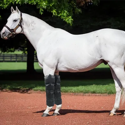 ZooVenture Guêtres De Refroidissement En Gel Réutilisables Pour Chevaux