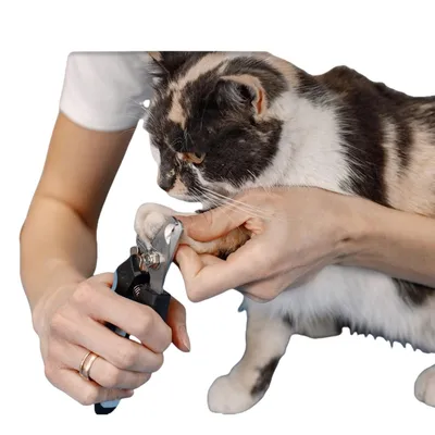 FurryFusion Coupe - griffes pour chien et chat