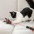 IntiMeg Stylo laser pour chat avec multi - motifs