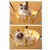 FurryFusion Hamac pour chat