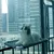 ZenPets Hamac pour animal de compagnie