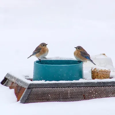 ZenPets Gamelle chauffante pour animaux